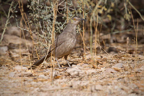 Curve-billed Thrasher Image @ Kiwifoto.com