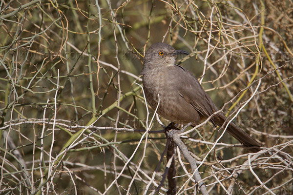 Curve-billed Thrasher Photo @ Kiwifoto.com