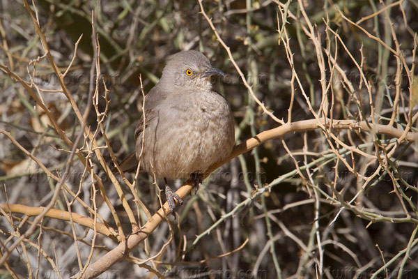 Curve-billed Thrasher Image @ Kiwifoto.com