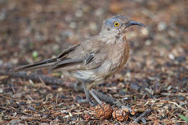 Curve-billed Thrasher Photo @ Kiwifoto.com