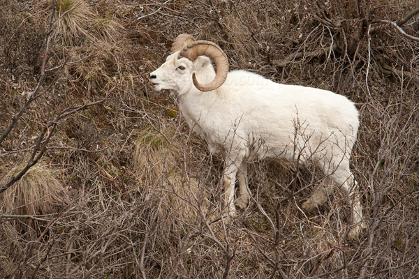 Dall Sheep Image @ Kiwifoto.com