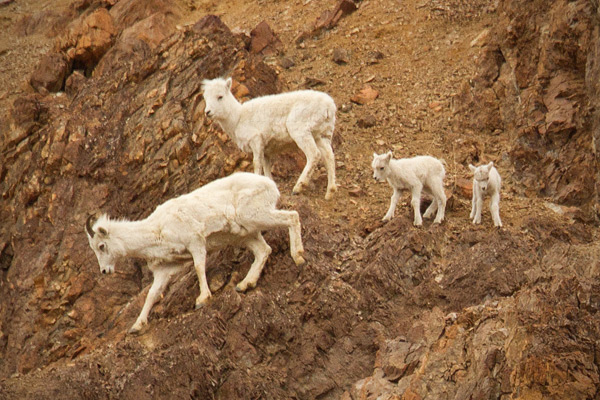 Dall Sheep Picture @ Kiwifoto.com