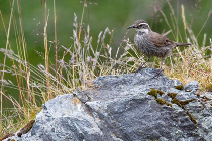 Dark-bellied Cinclodes