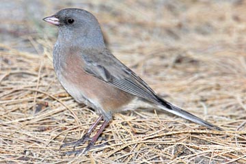 Dark-eyed Junco (Pink-sided)