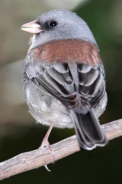 Dark-eyed Junco (Red-backed)