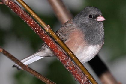 Dark-eyed Junco (Oregon)