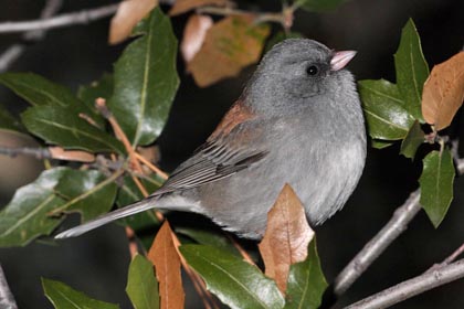 Dark-eyed Junco (Red-backed)