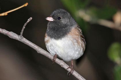 Dark-eyed Junco (Oregon)