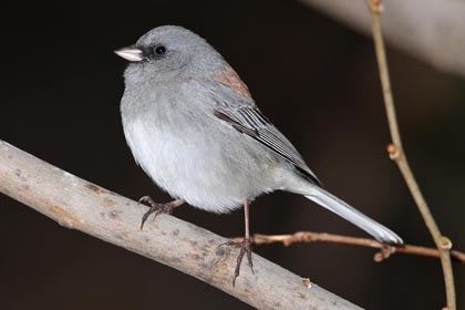 Dark-eyed Junco (Red-backed)