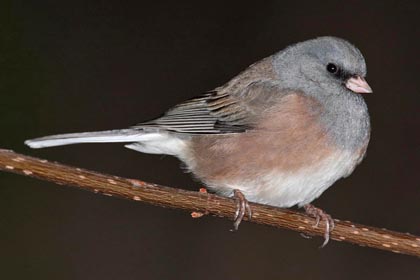Dark-eyed Junco Picture @ Kiwifoto.com