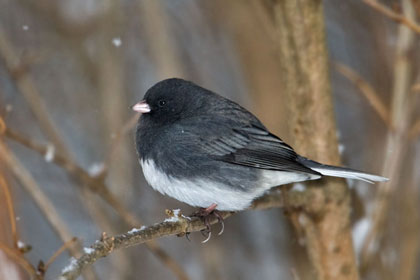 Dark-eyed Junco (Slate-colored)