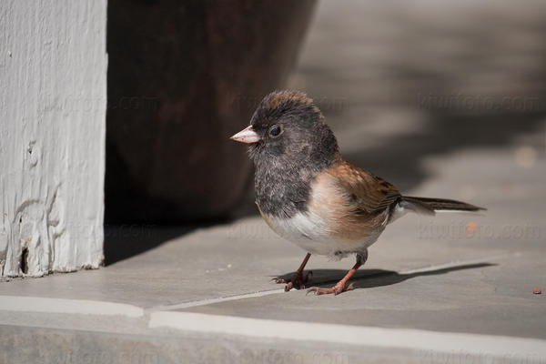 Dark-eyed Junco Photo @ Kiwifoto.com