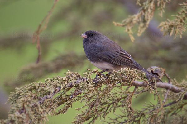 Dark-eyed Junco (Slate-colored)