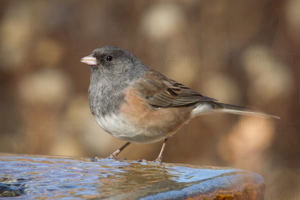 Dark-eyed Junco (Oregon)