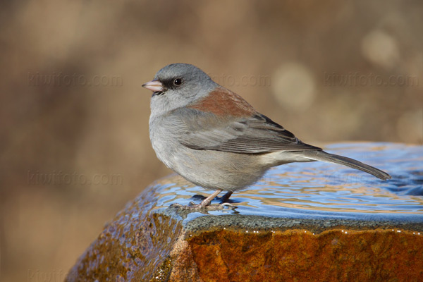 Dark-eyed Junco (Red-backed)