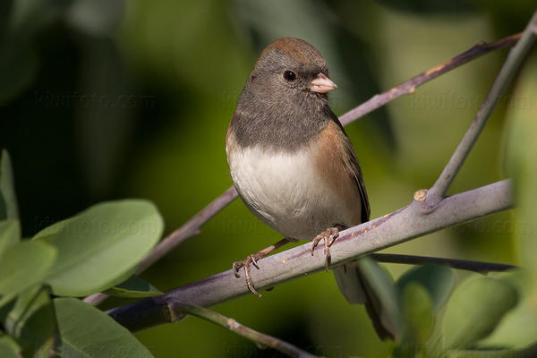 Dark-eyed Junco Image @ Kiwifoto.com