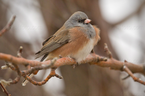 Dark-eyed Junco (Pink-sided)