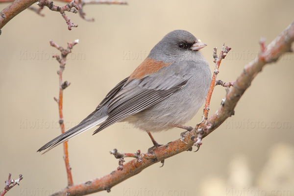 Dark-eyed Junco (Gray-headed)