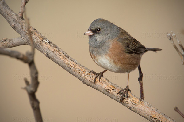 Dark-eyed Junco (Pink-sided)