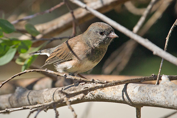 Dark-eyed Junco Image @ Kiwifoto.com