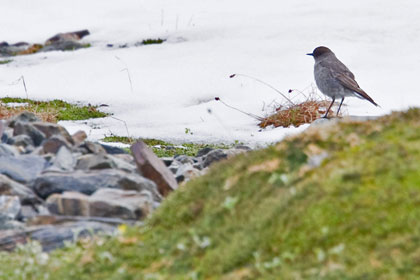 Dark-faced Ground-Tyrant Image @ Kiwifoto.com