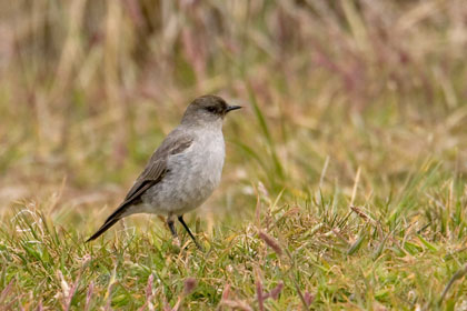 Dark-faced Ground-Tyrant Image @ Kiwifoto.com