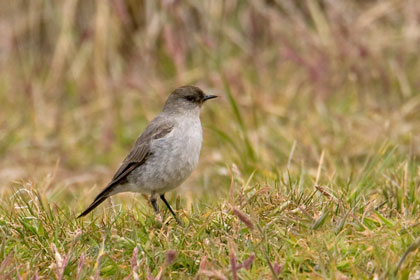 Dark-faced Ground-Tyrant Photo @ Kiwifoto.com