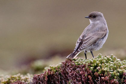 Dark-faced Ground-Tyrant