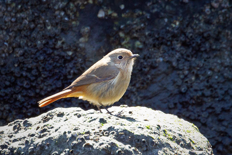 Daurian Redstart Photo @ Kiwifoto.com
