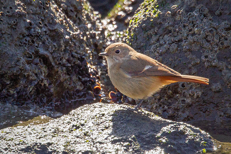 Daurian Redstart Picture @ Kiwifoto.com