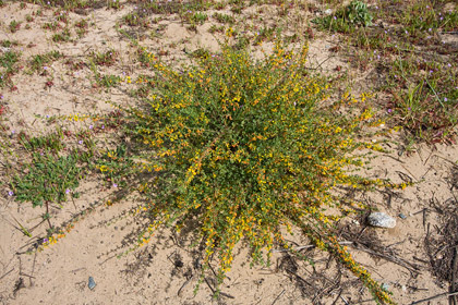 Deerweed Image @ Kiwifoto.com