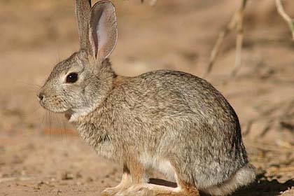 Desert Cottontail Image @ Kiwifoto.com