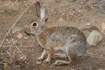 Desert Cottontail Image @ Kiwifoto.com