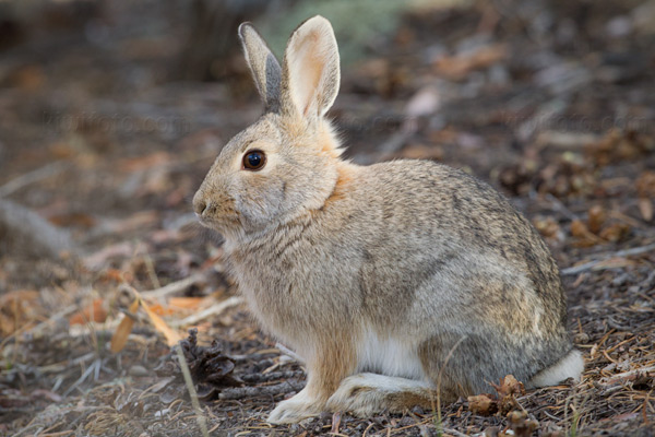 Desert Cottontail Picture @ Kiwifoto.com