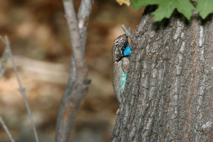 Desert Spiny Lizard Picture @ Kiwifoto.com