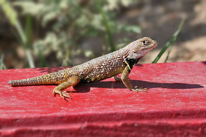 Desert Spiny Lizard Picture @ Kiwifoto.com