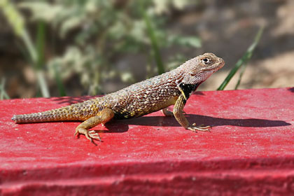 Desert Spiny Lizard Photo @ Kiwifoto.com
