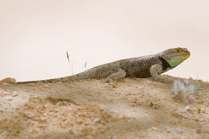 Desert Spiny Lizard