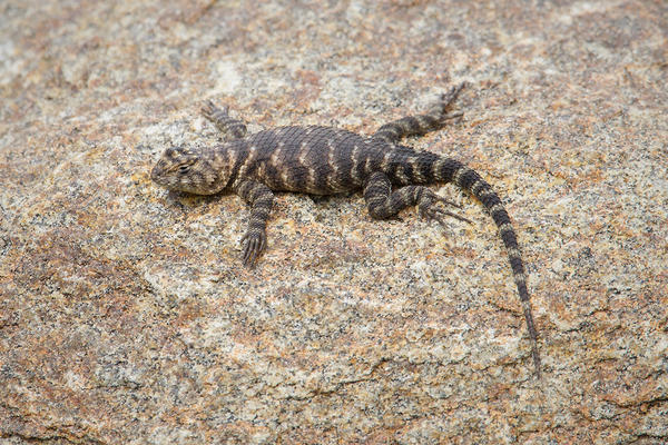 Desert Spiny Lizard