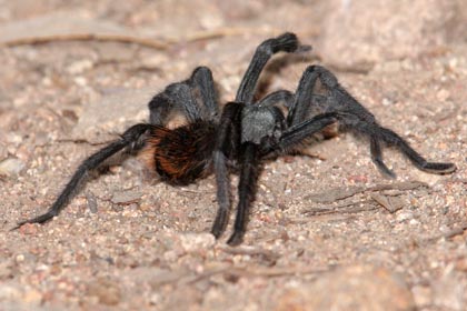 Desert Tarantula Image @ Kiwifoto.com