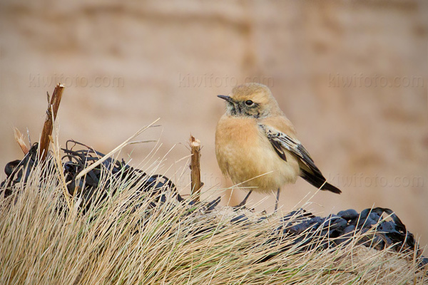 Desert Wheatear Image @ Kiwifoto.com