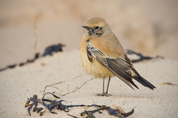 Desert Wheatear Picture @ Kiwifoto.com