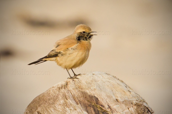 Desert Wheatear Image @ Kiwifoto.com