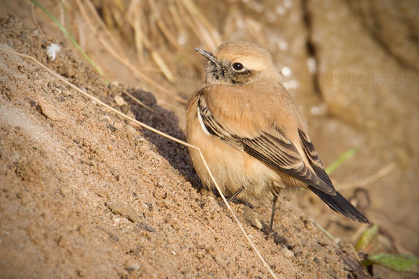 Desert Wheatear Image @ Kiwifoto.com