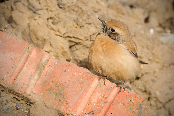 Desert Wheatear Image @ Kiwifoto.com