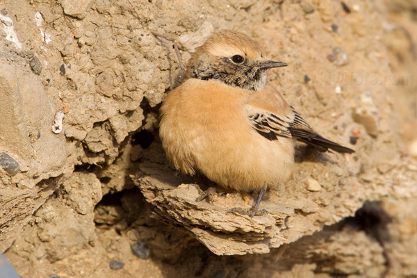 Desert Wheatear Image @ Kiwifoto.com