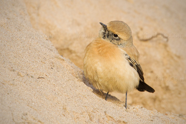 Desert Wheatear Image @ Kiwifoto.com