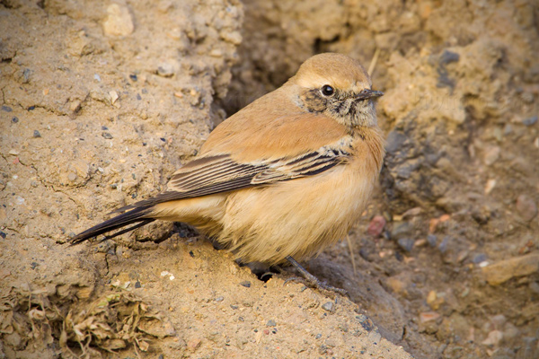 Desert Wheatear Image @ Kiwifoto.com