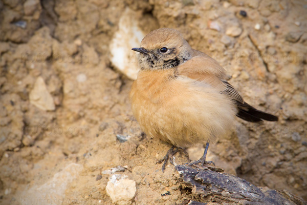 Desert Wheatear Picture @ Kiwifoto.com