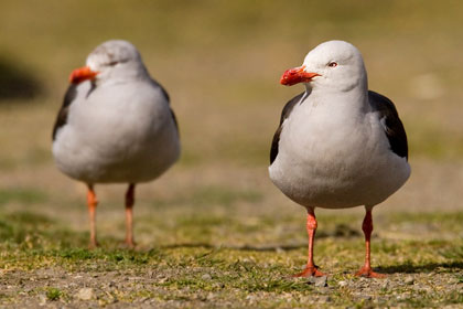 Dolphin Gull Photo @ Kiwifoto.com